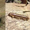 Millipede on Random Things That Were Terrifyingly Bigger In Prehistoric Times