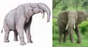 Elephant on Random Things That Were Terrifyingly Bigger In Prehistoric Times