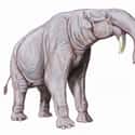 Elephant on Random Things That Were Terrifyingly Bigger In Prehistoric Times
