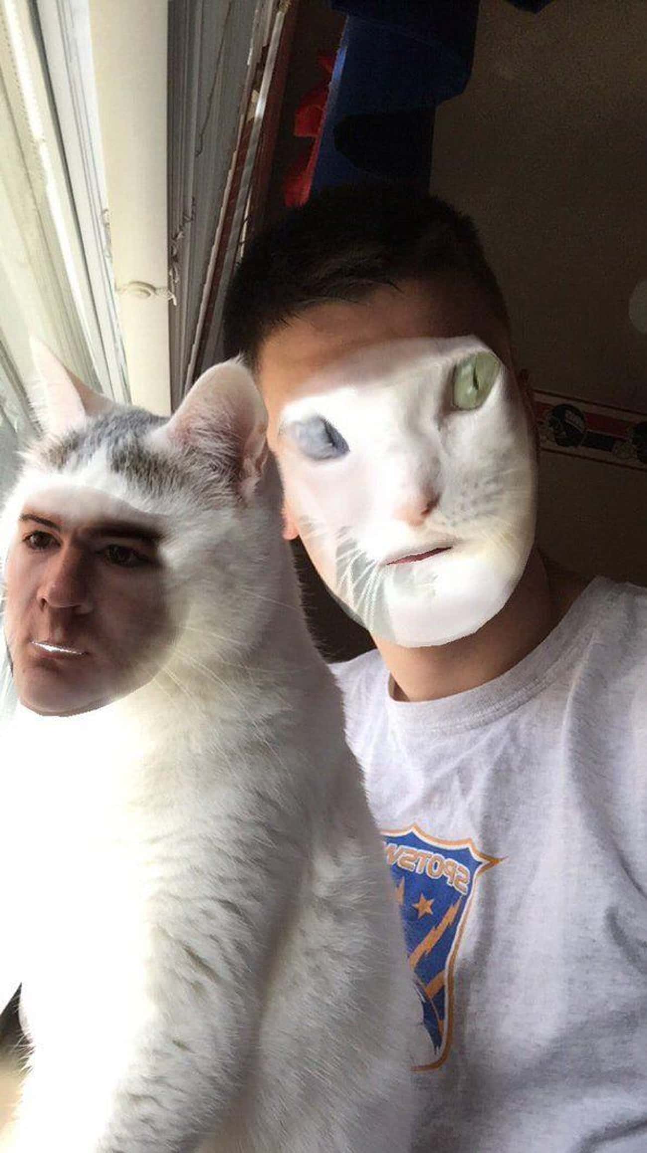Коты с лицом человека