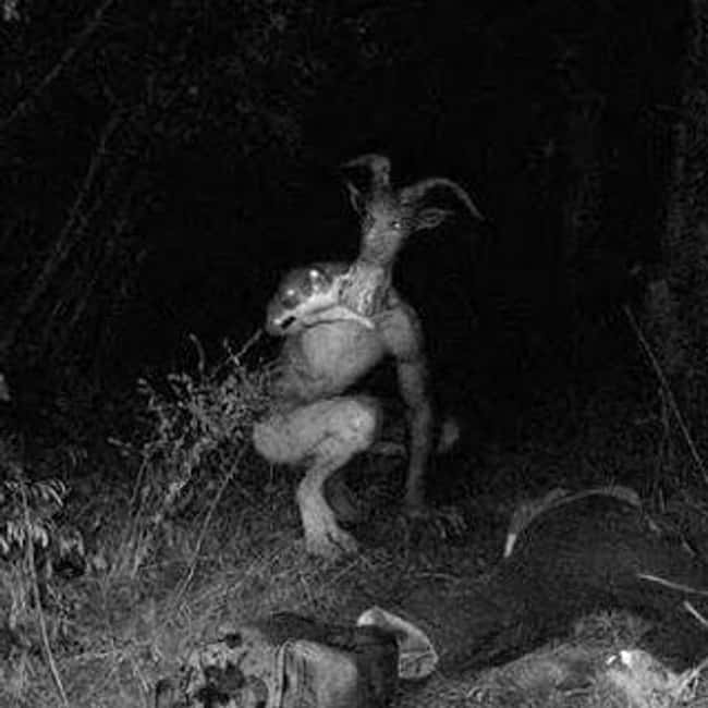 Maryland: Goatman is listed (or ranked) 20 on the list Craziest Humanoid Cryptids by State