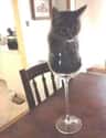Unwind With A Nice Glass Of Cat-bernet on Random Cats Sitting in Funny Spaces