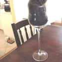 Unwind With A Nice Glass Of Cat-bernet on Random Cats Sitting in Funny Spaces