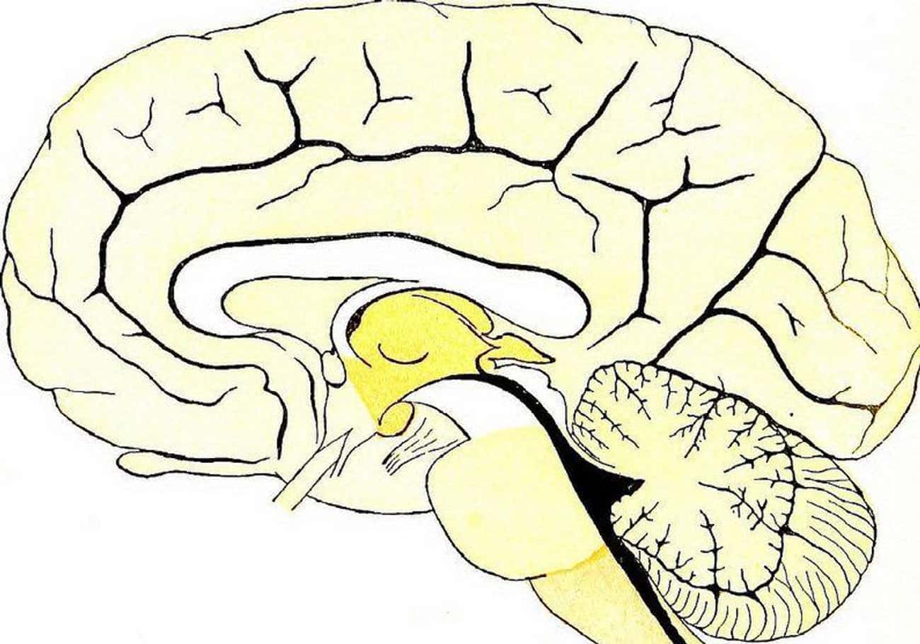 Ковид головного мозга. Промежуточный мозг. Промежуточный мозг строение. Промежуточный мозг рисунок. Строение промежуточного мозга человека.