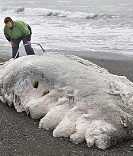 Weird Sea Creatures That Have Washed Up On Beaches