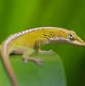 Anole Lizards on Random Animals That Can Change Their Color