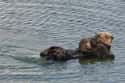 Joy The Sea Otter Helped Raise Orphaned Pups on Random Surprising Animal Heroes Who Changed Human Lives