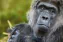 Binti Jua The Gorilla Acted Maternally on Random Surprising Animal Heroes Who Changed Human Lives