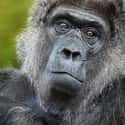 Binti Jua The Gorilla Acted Maternally on Random Surprising Animal Heroes Who Changed Human Lives