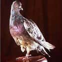 Cher Ami The Carrier Pigeon Was A Wartime Hero on Random Surprising Animal Heroes Who Changed Human Lives