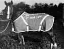 Sgt. Reckless The Warhorse Earned Multiple Medals on Random Surprising Animal Heroes Who Changed Human Lives