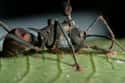 Zombie Ants on Random Real Zombie Attacks That Actually Happened