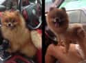 "How 'Lion King' Am I Right Now?" on Random Dogs Who Got Their Hair Done
