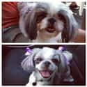 "My Ear Bows Bring All the Boys to the Yard." on Random Dogs Who Got Their Hair Done