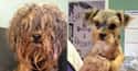 "Yeah, the Whole Dread Thing Went a Little Too Far." on Random Dogs Who Got Their Hair Done