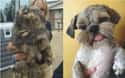 "I've Always Said I Was a Diamond in the Rough." on Random Dogs Who Got Their Hair Done
