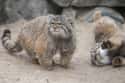 Pallas's Cat on Random Wild Dog And Cat Species That Are Amazingly Rare