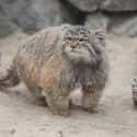 Pallas's Cat on Random Wild Dog And Cat Species That Are Amazingly Rare