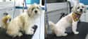 "I Feel 10 Pounds Lighter!" on Random Dogs Who Got Their Hair Done