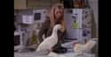 Lisa Kudrow was terrified of the duck. on Random Behind the Scenes Drama from the Set of Friends