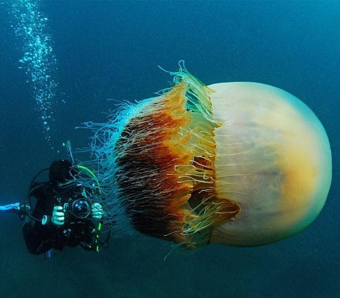 The Most Amazing Jellyfish In The Ocean   The Jellyfish Who Sunk A Fishing Boat Photo U1