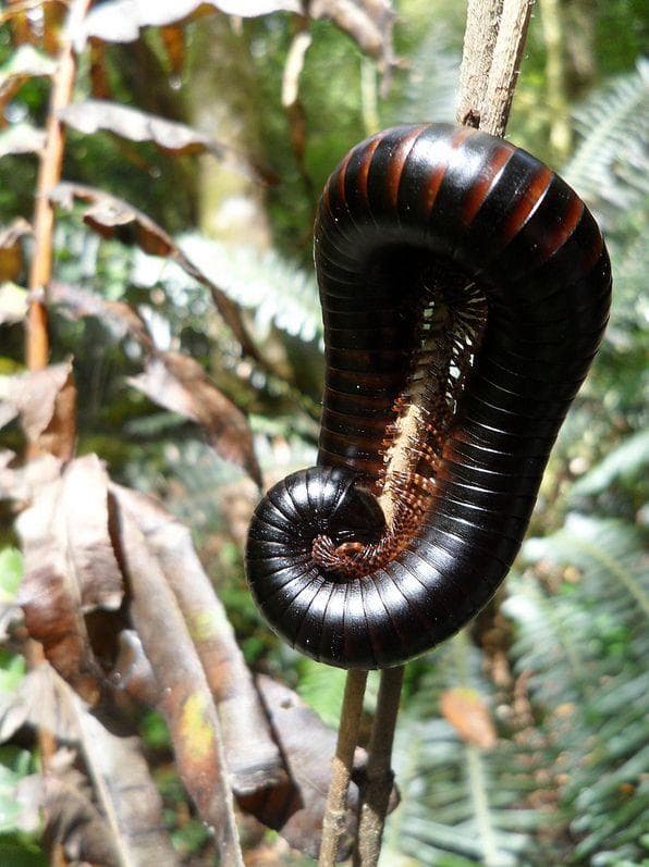 The Most Disgusting Things Ever Found in People's Ears