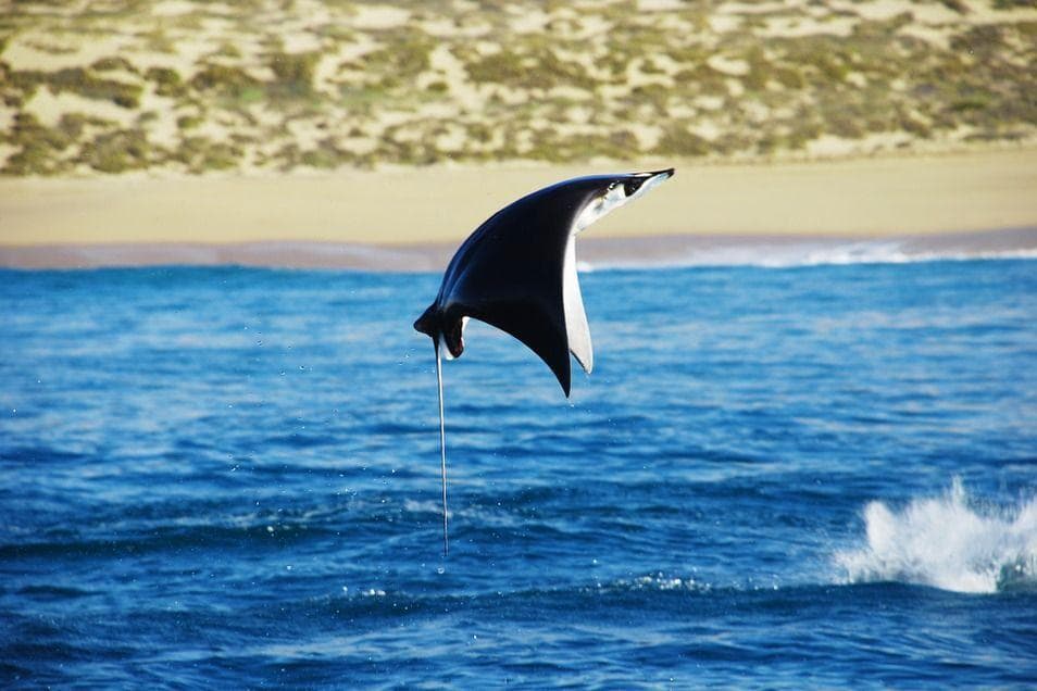 22 Things You Didn't Know About Sharks