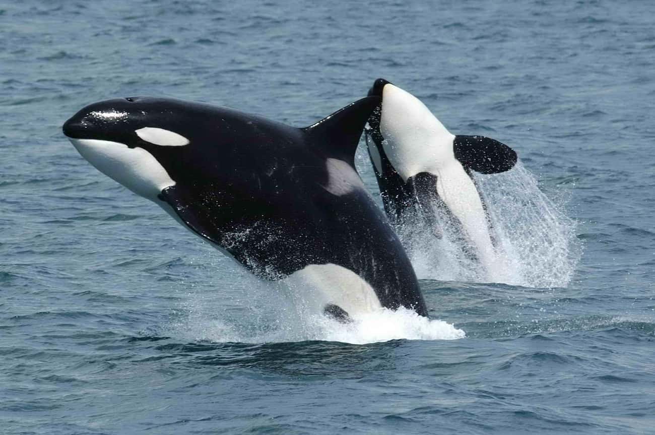 Orcas Eat Great White Sharks
