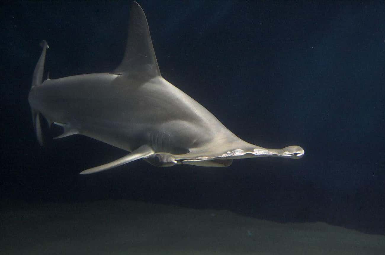 Hammerheads Have a 360 Degree View of the World Around Them