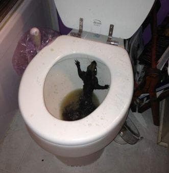 The 15 Weirdest Things Ever Found in Toilets