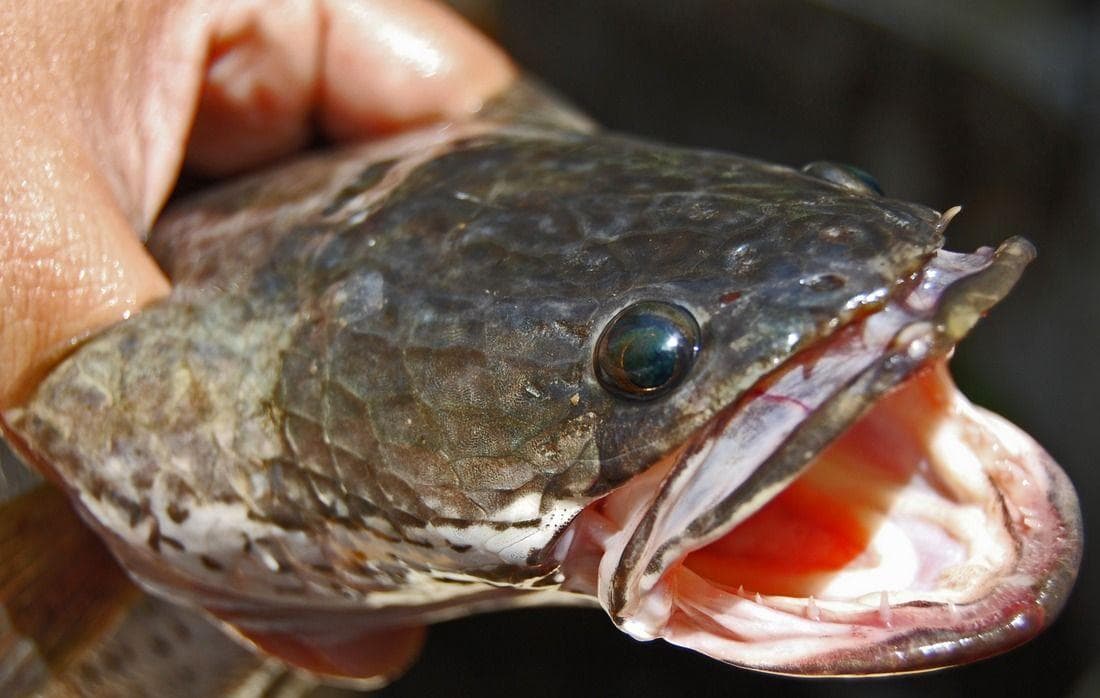 The Frankenfish Invaded the Waters (And Land) of Central Park