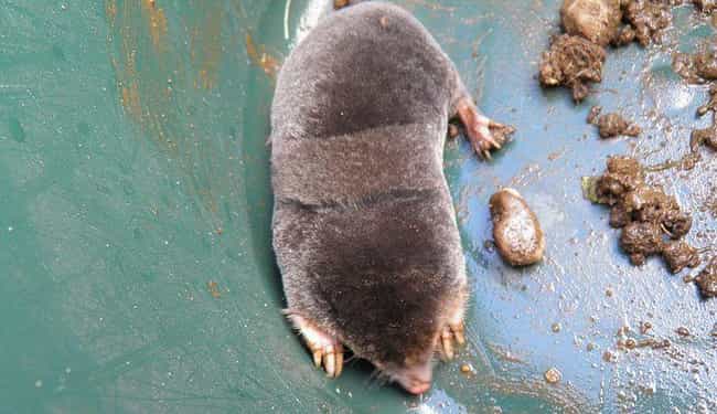 In Romania, a Grumpy Mole Used Yarn to Weave the World