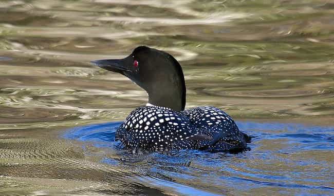 A Mongolian Loon Tries to Create Land, and God Breaks His Legs