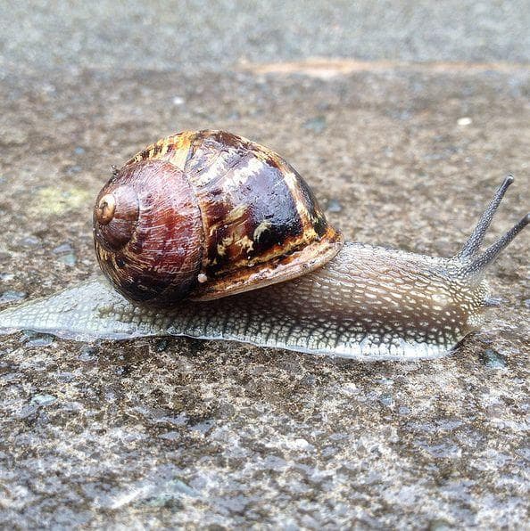 Animals You Didn't Know Can Walk on Water