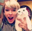 Taylor Swift's Cat Is Really Popular on Instagram on Random Coolest Facts You Didn't Know About Instagram
