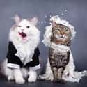 Dang it, Bob. It's Here Comes the Bride, Not Here Noms the Groom on Random Purrfect Pictures of Cat Weddings