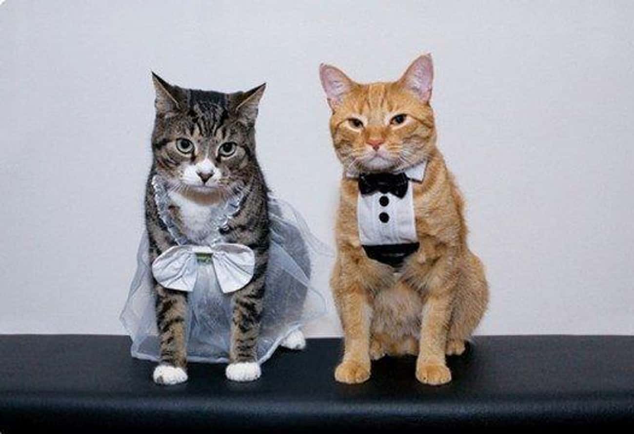 Коты в свадебных нарядах