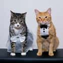 Arranged Marriage Cats are Not Amused on Random Purrfect Pictures of Cat Weddings