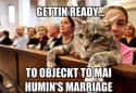 Why You May Want to Reconsider That Dog Ring Bearer on Random Purrfect Pictures of Cat Weddings