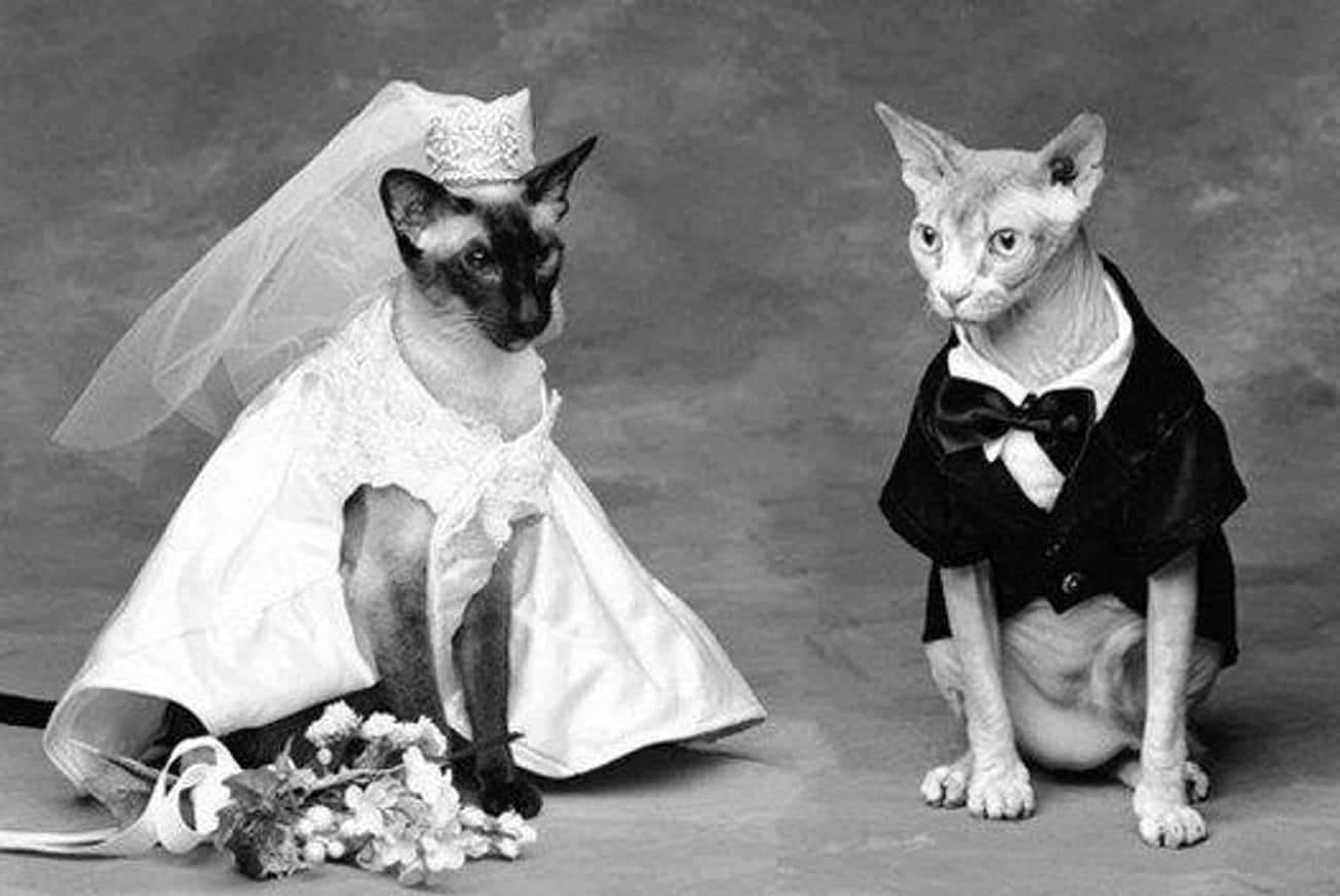 Кошки выходят замуж. Кошки в свадебных нарядах. Кошка невеста. Кошка в свадебном платье. Кот в свадебном костюме.