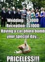 "Your Welcome." -This Cat on Random Purrfect Pictures of Cat Weddings