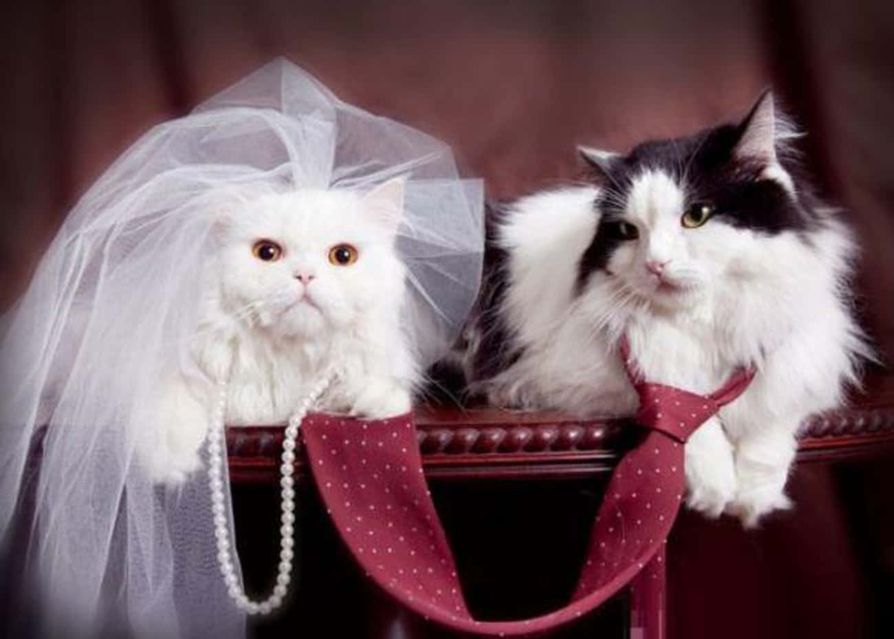 Кошки выходят замуж. Кошачья свадьба. Животные в свадебных нарядах. Коты в свадебных нарядах. Кошка в фате.