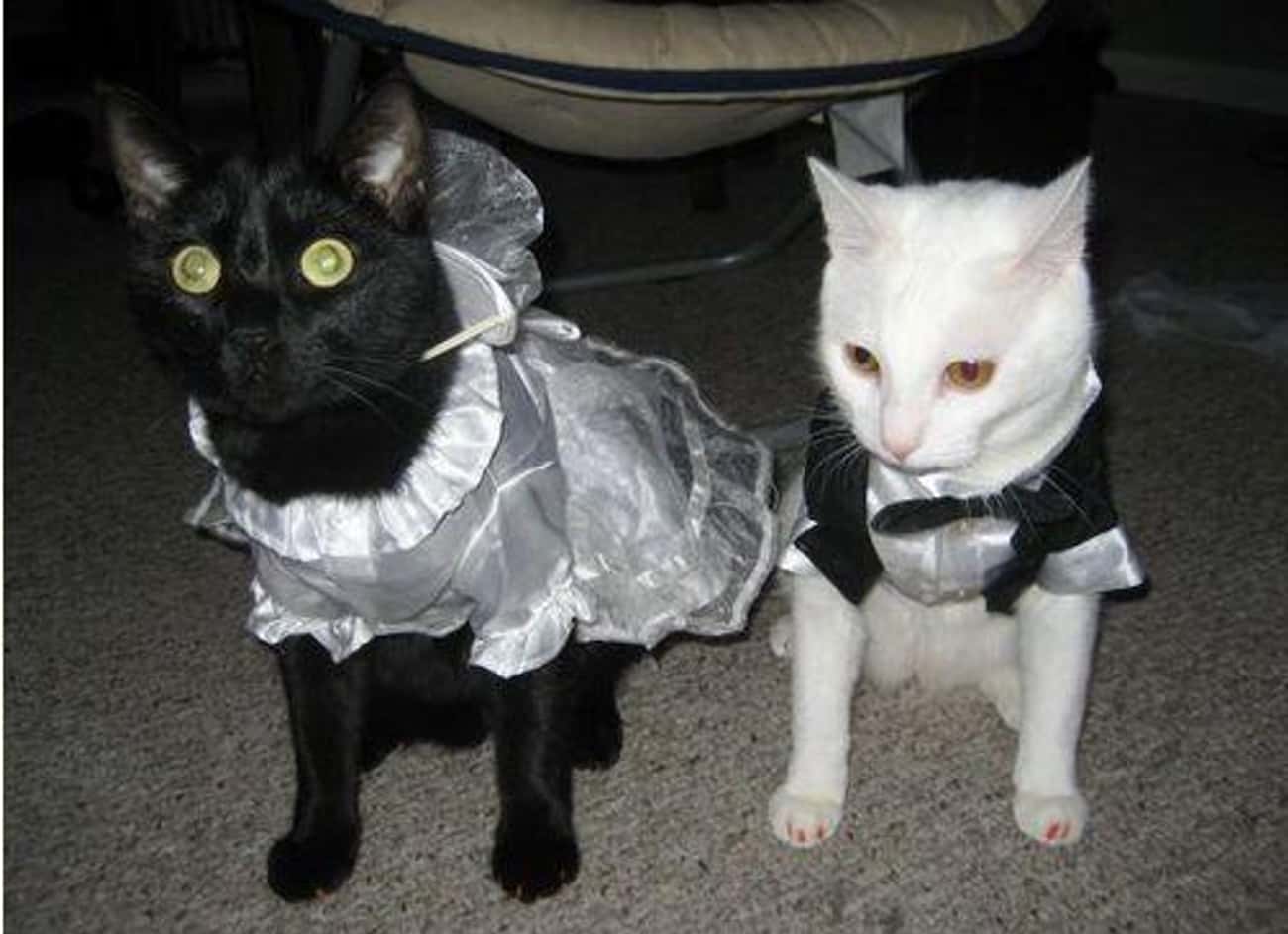 Кошачья свадьба уличные кошки