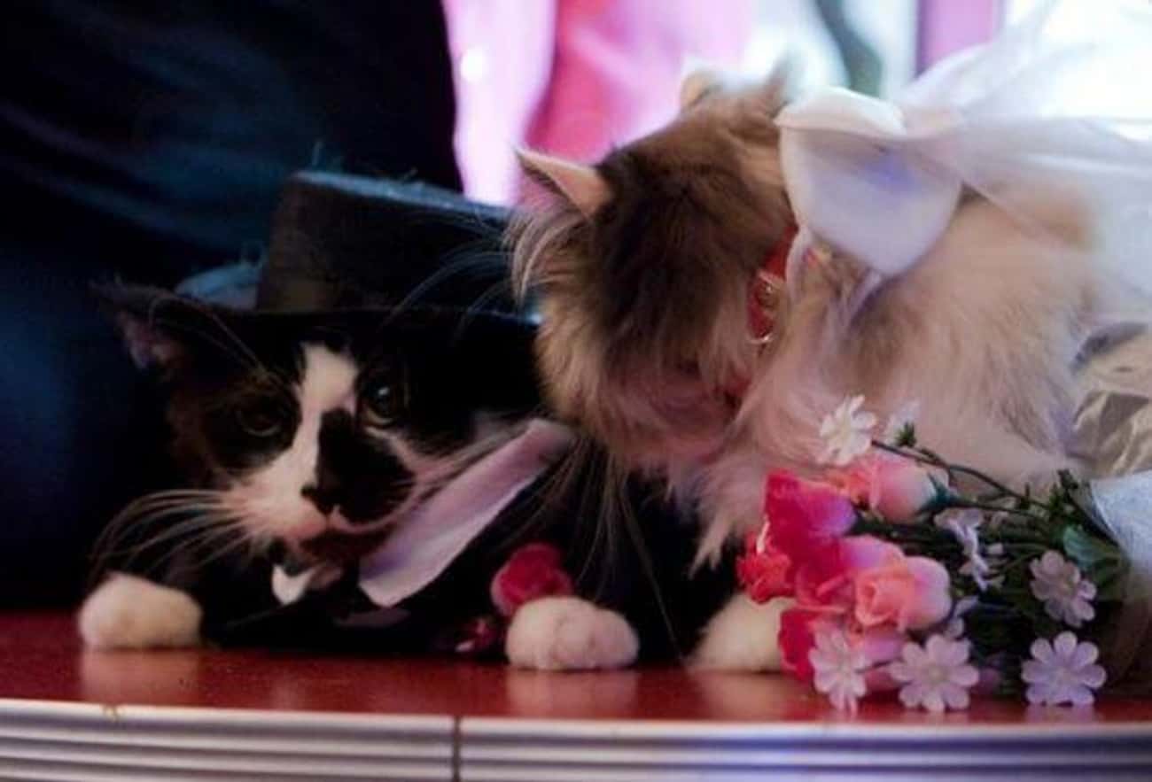 Свадьба кошек поцелуй