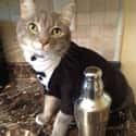 Best Man Cat Is Already Hammered on Random Purrfect Pictures of Cat Weddings