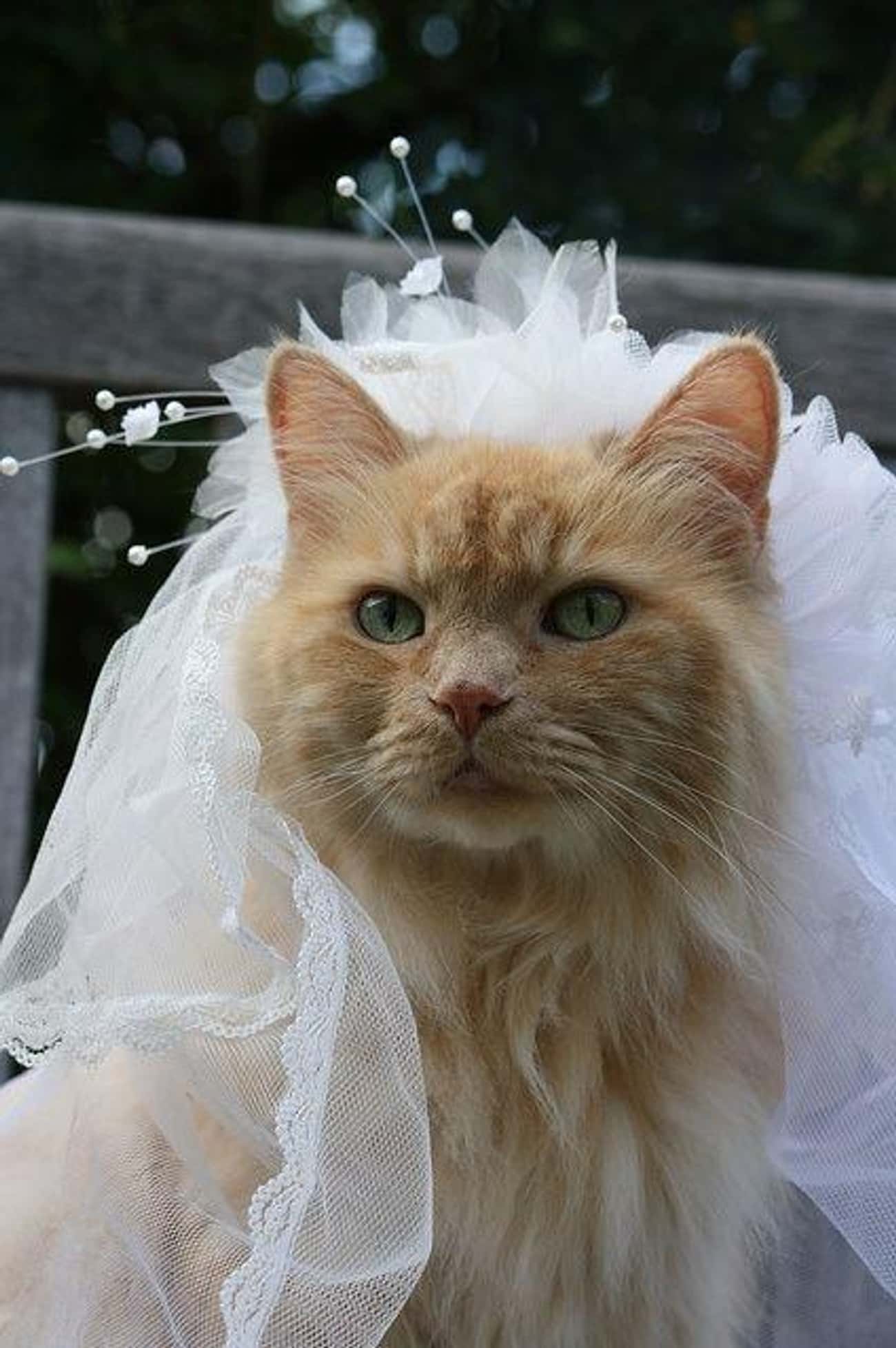 Котик в свадебном платье