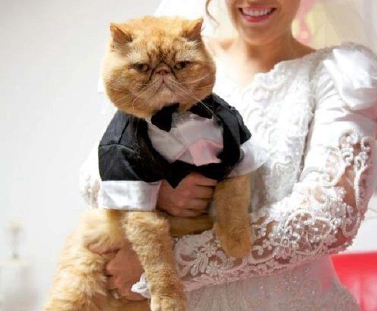 Девушка замужем за котом