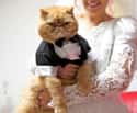 Sorry, Ladies. I'm Spoken For. on Random Purrfect Pictures of Cat Weddings