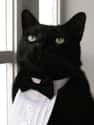 Tuxedo Cat Assures You He Does Indeed Appreciate the Irony on Random Purrfect Pictures of Cat Weddings