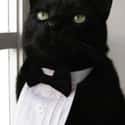 Tuxedo Cat Assures You He Does Indeed Appreciate the Irony on Random Purrfect Pictures of Cat Weddings